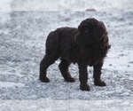 Small Photo #10 Labradoodle Puppy For Sale in MEMPHIS, MO, USA