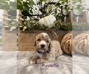 Goldendoodle Puppy for Sale in SURGOINSVILLE, Tennessee USA