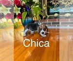 Puppy Chica Beagle