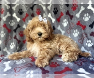 Cock-A-Poo Puppy for sale in LAKELAND, FL, USA