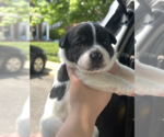 Small #5 Mutt