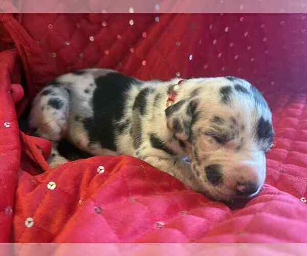 Medium Photo #10 Great Dane Puppy For Sale in ALVORD, TX, USA