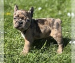 Small #9 Faux Frenchbo Bulldog