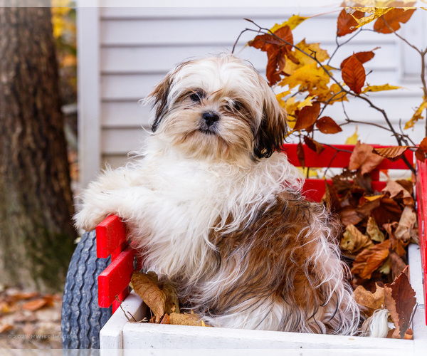 Medium Photo #5 Shih Tzu Puppy For Sale in WAKARUSA, IN, USA
