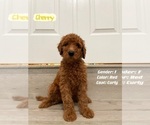 Small Photo #2 Goldendoodle Puppy For Sale in TOMBALL, TX, USA