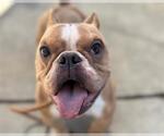 Small French Bulldog Mix