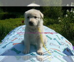 Small #7 German Shepherd Dog