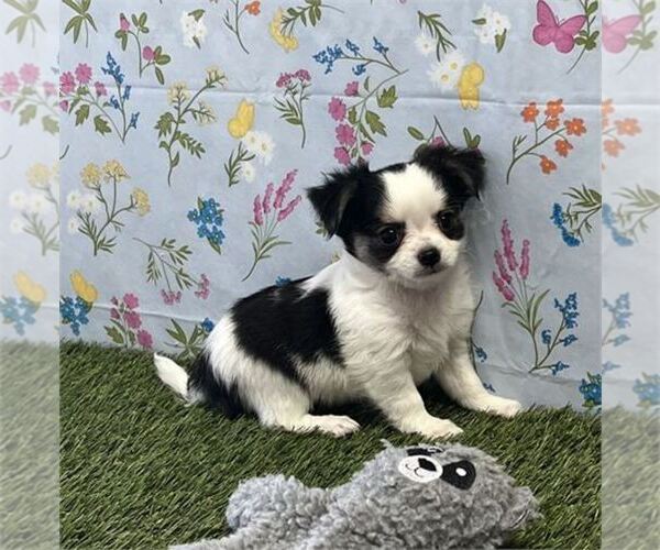 Medium Photo #16 Chihuahua Puppy For Sale in BOSTON, MA, USA