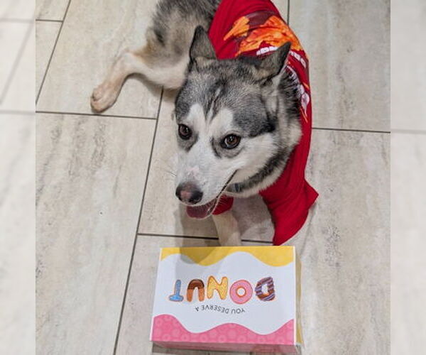 Medium Photo #3 Siberian Husky Puppy For Sale in Omaha, NE, USA