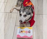 Small #2 Siberian Husky