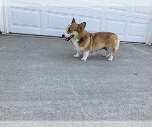 Mother of the Pembroke Welsh Corgi puppies born on 05/26/2023