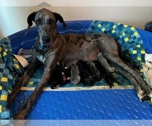 Mother of the Great Dane puppies born on 07/14/2022