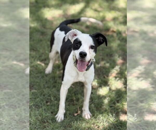 Medium Photo #2 Raggle Puppy For Sale in Phoenix, AZ, USA