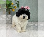 Small #4 ShihPoo