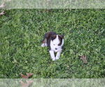 Small #18 Miniature Australian Shepherd