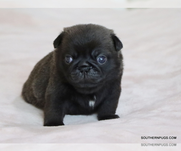 Medium Photo #24 Pug Puppy For Sale in WINNSBORO, TX, USA