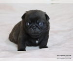Small Photo #24 Pug Puppy For Sale in WINNSBORO, TX, USA