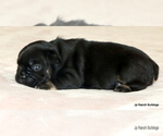 Small Photo #43 French Bulldog Puppy For Sale in WINNSBORO, TX, USA