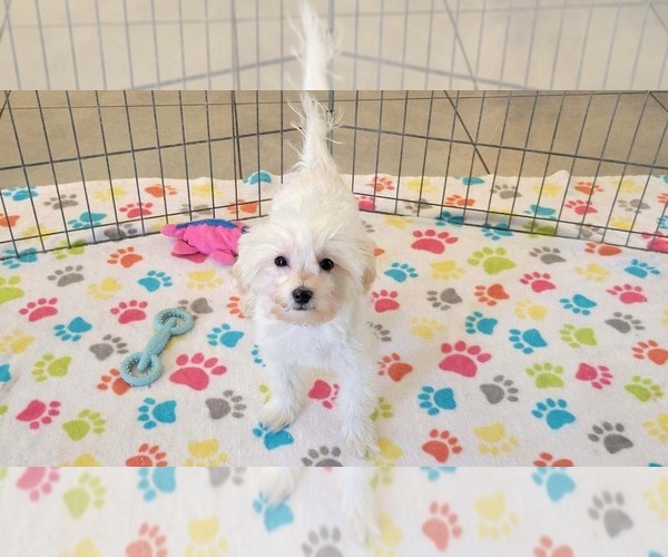 Medium Photo #7 Maltipoo (Toy) Puppy For Sale in ORO VALLEY, AZ, USA