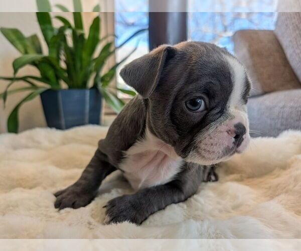 Medium Photo #7 Faux Frenchbo Bulldog Puppy For Sale in LAS CRUCES, NM, USA