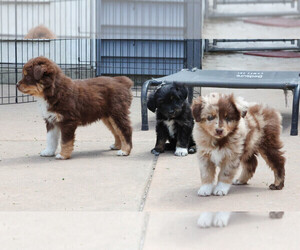 Aussiedoodle Miniature  Puppy for Sale in HEDRICK, Iowa USA