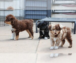 Small Aussiedoodle Miniature 