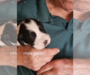 English Springer Spaniel Puppy for Sale in LA CROSSE, Wisconsin USA