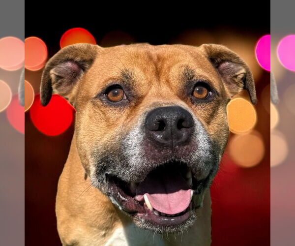 Medium Photo #2 American Pit Bull Terrier-Unknown Mix Puppy For Sale in Glen Allen, VA, USA