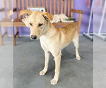 Small #2 Labrador Retriever Mix
