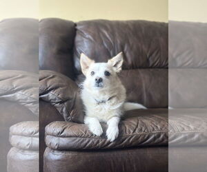 Feist Terrier-Papillon Mix Dogs for adoption in Mouth Of Wilson, VA, USA