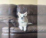 Small Feist Terrier-Papillon Mix