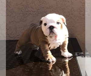Bulldog Puppy for sale in SUISUN CITY, CA, USA