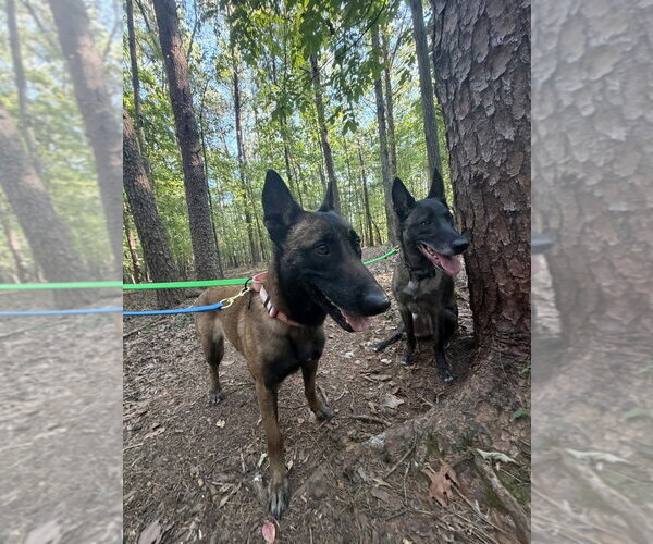 Medium Photo #2 Mutt Puppy For Sale in Imlay City, MI, USA