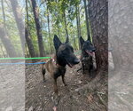 Small #1 Mutt