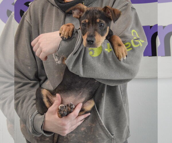 Medium Photo #6 Jack Russell Terrier-Unknown Mix Puppy For Sale in Huntley, IL, USA