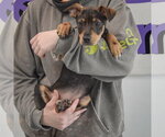 Small #5 Jack Russell Terrier Mix