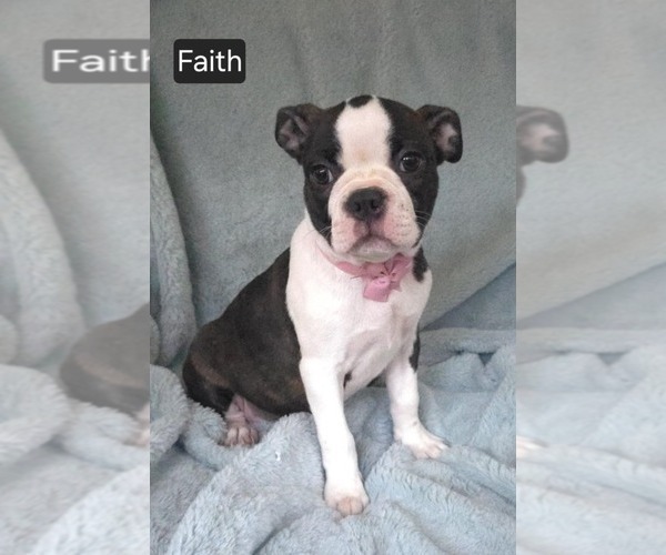 Medium Photo #1 Boston Terrier Puppy For Sale in MINERAL WELLS, WV, USA