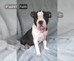 Small Boston Terrier