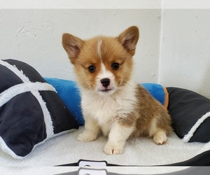 Pembroke Welsh Corgi Puppy for sale in CLARK, MO, USA