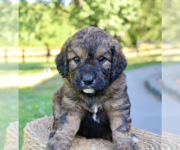 Medium Photo #1 Goldendoodle Puppy For Sale in KNOB NOSTER, MO, USA