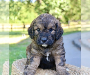 Goldendoodle Puppy for sale in KNOB NOSTER, MO, USA