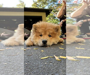 Jelly - Female Chow Chow Dog for Adoption