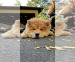 Jelly - Female Chow Chow Dog for Adoption - Small photo