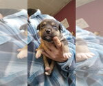 Small #2 Mutt
