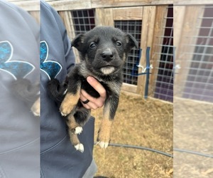 German Shepherd Dog-Siberian Husky Mix Puppy for sale in HARTSVILLE, SC, USA