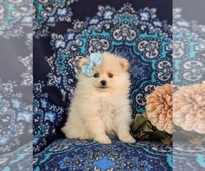 Pomeranian Puppy for sale in LINCOLN UNIVERSITY, PA, USA
