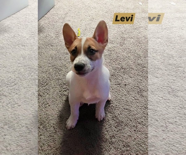 Medium Photo #1 Mutt Puppy For Sale in Marine City, MI, USA