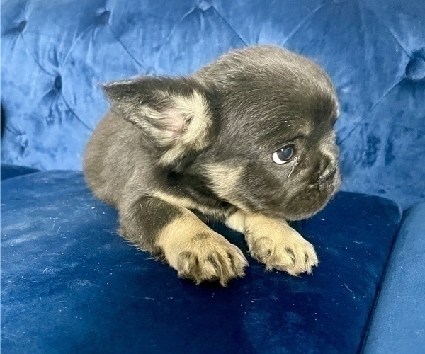 Medium Photo #6 French Bulldog Puppy For Sale in SAINT LOUIS, MO, USA