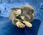 Small Photo #6 French Bulldog Puppy For Sale in SAINT LOUIS, MO, USA