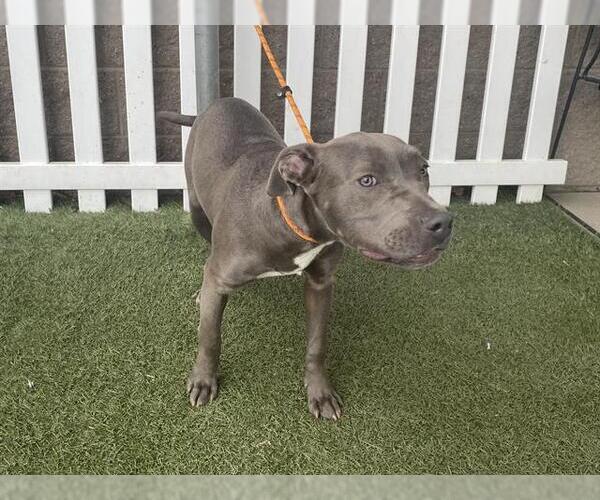 Medium Photo #1 Mutt Puppy For Sale in Modesto, CA, USA